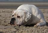 BOULEDOGUE AMERICAIN 156